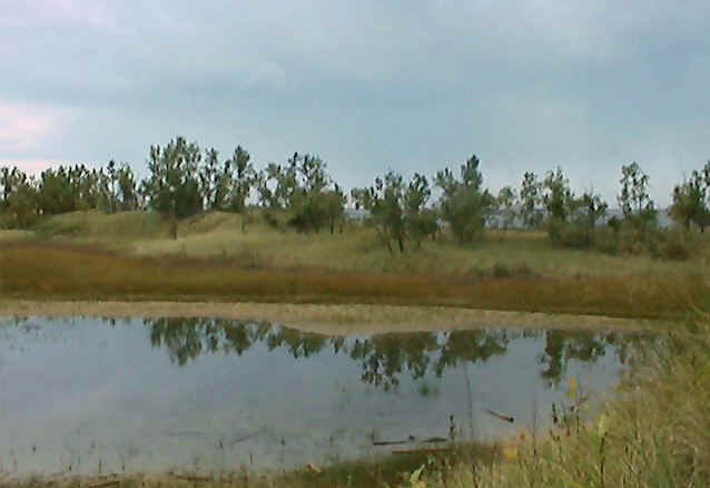 Wetland - Muskegon State Park.jpg (56941 bytes)