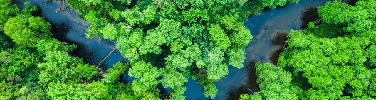 Aerial view of trees and water