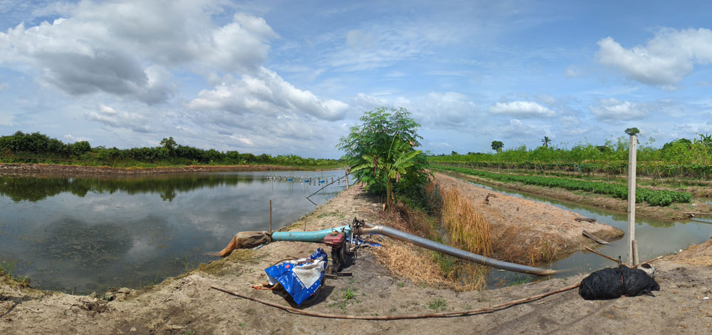 A former shrimp pond in Ratchaburi Province of Thailand that the farmer has converted into a ditch-dyke garden.