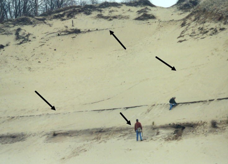 Photograph of dune exposure at Van Buren State Park in 1999. The arrows point to buried soils in the dune. These soils represent periods of time when the dune wasn't growing as plant cover expanded, died, and was converted to organic remains that can be radiocarbon dated. This simple finding demonstrated that dunes grew in distinct stages rather than at one time (Photo credit:  Ed Hansen, Hope College). 