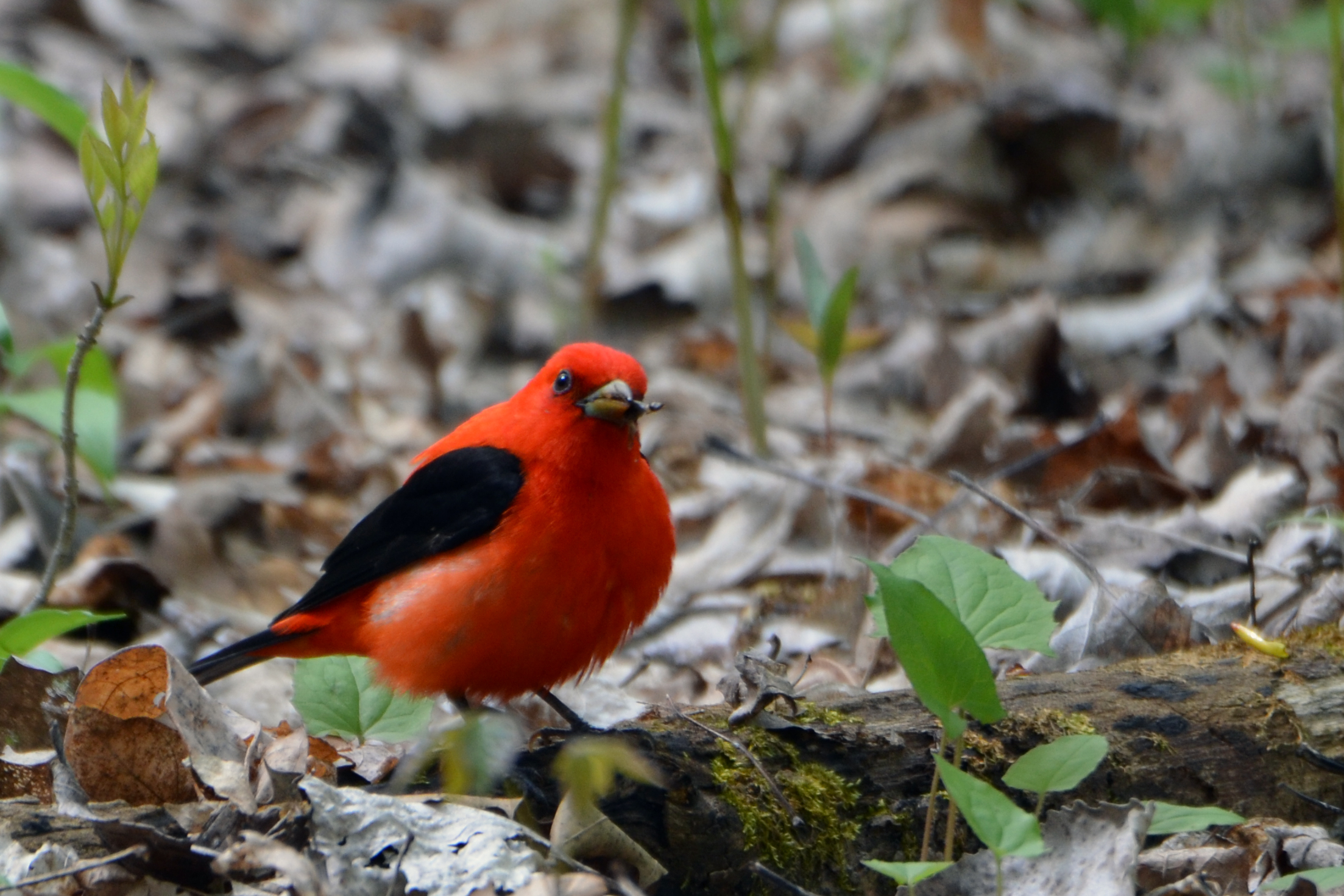 Foraging male Scarlett Tanager