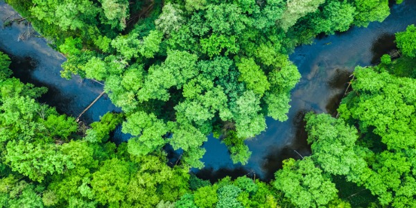 Aerial image of trees and water